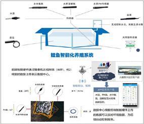 鲤鱼智能化养殖案例